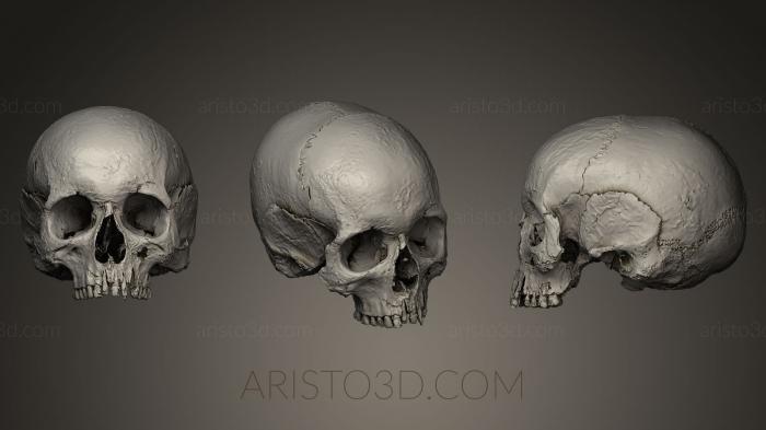 Anatomy of skeletons and skulls (ANTM_0025) 3D model for CNC machine